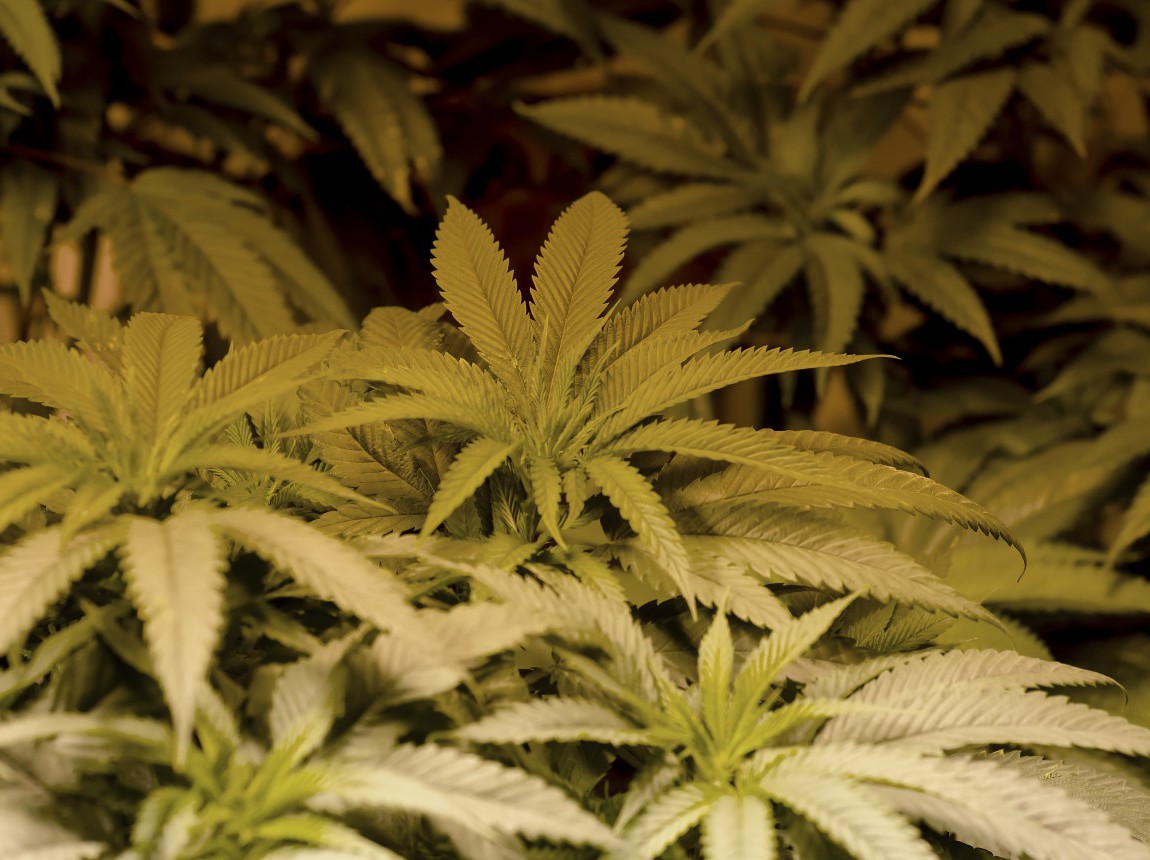 cannabis_plants.jpg